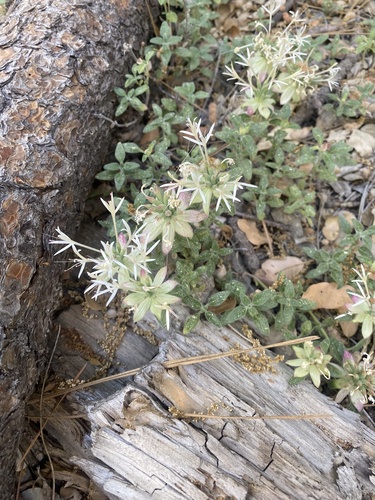 iNaturalist observation photo of Yellow monardella