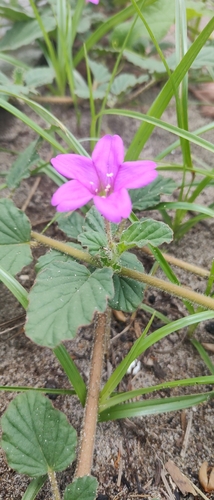 Image of Okenia hypogaea by no rights reserved