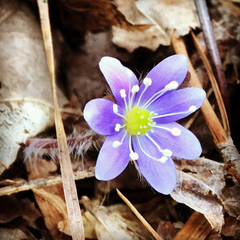 Hepatica americana