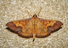 Meroctena staintonii