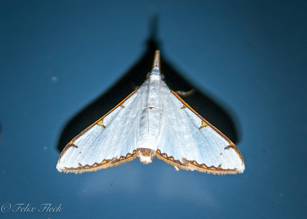 Cirrhochrista aetherialis