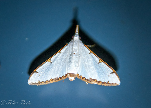 Cirrhochrista aetherialis