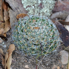 Mammillaria rettigiana