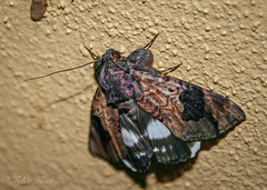 Catephia linteola