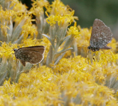 Satyrium semiluna