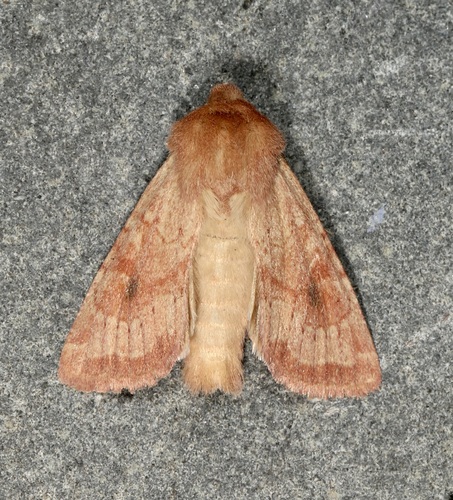 Lined Quaker photo 2