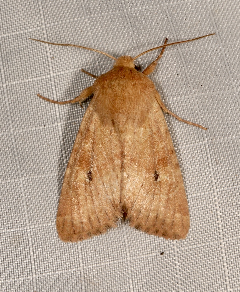 Lined Quaker