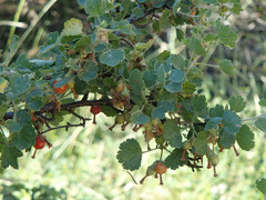 Ribes cereum cereum
