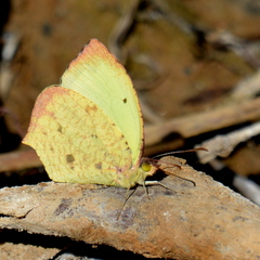 Abaeis salome jamapa