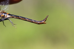 Somatochlora kennedyi