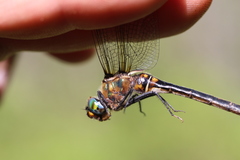 Somatochlora kennedyi