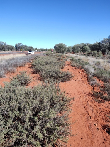 Subspecies Eremophila gilesii gilesii · iNaturalist