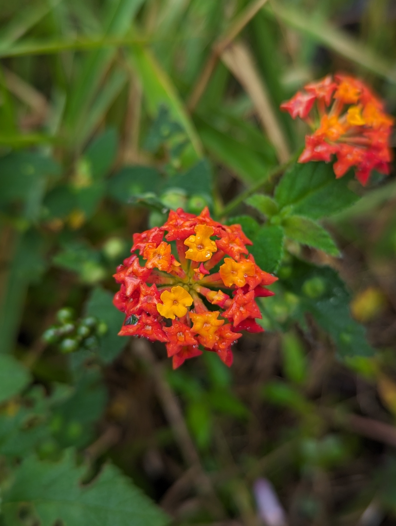 Lantana camara