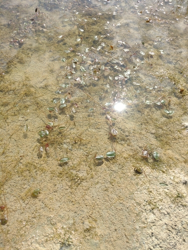 Plivajući mrijesnjak (Potamogeton natans)