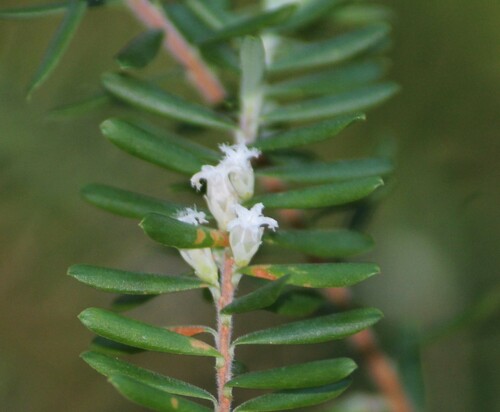 Image of Styphelia margarodes by (c) Ashwin Srinivasan, some rights reserved (CC BY)