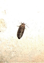 Cryptaspasma querula
