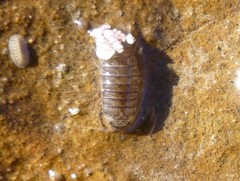 Cirolana harfordi