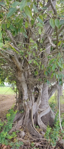 Image of Ficus cotinifolia by no rights reserved