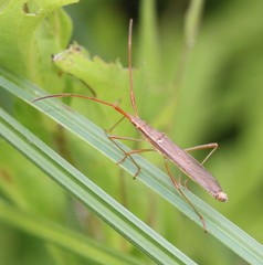 Protenor belfragei