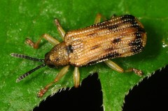 Sumitrosis inaequalis