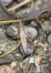 Berytinus minor