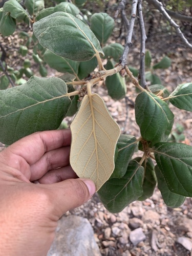 Quercus mcvaughii