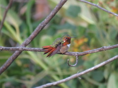 Selasphorus scintilla