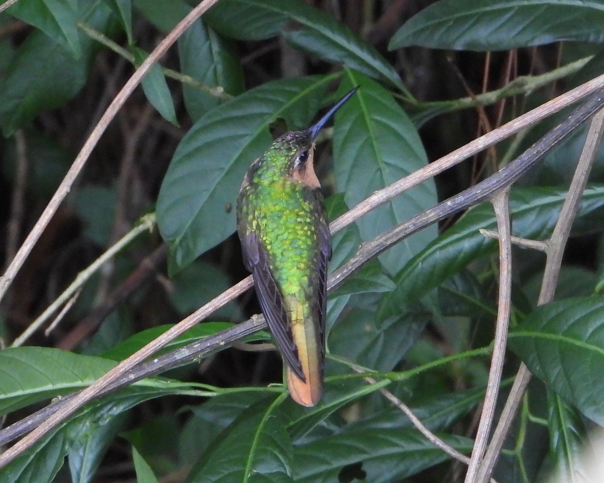 Rufous Sabrewing (Pampa rufa), photo 8