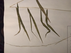 Muhlenbergia tenuiflora