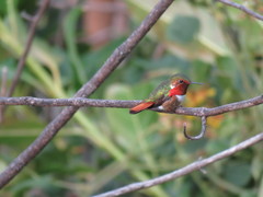 Selasphorus scintilla