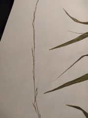 Muhlenbergia tenuiflora