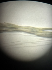 Muhlenbergia tenuiflora