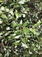 Pterocelastrus echinatus