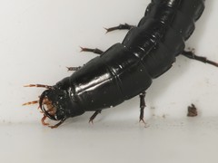Carabus