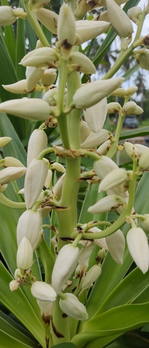 Image of Yucca gigantea by no rights reserved