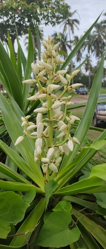 Image of Yucca gigantea by no rights reserved