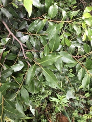 Pterocelastrus echinatus