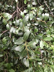 Pterocelastrus echinatus