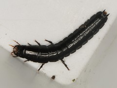 Carabus