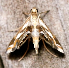 Chrysendeton imitabilis
