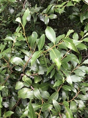 Pterocelastrus echinatus