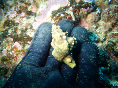 Antropora tincta