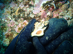 Antropora tincta