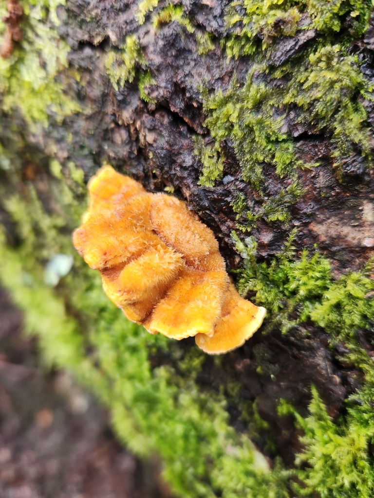 Stereum hirsutum · July 2023 · photo: © inao_vasquez (iNaturalist, cc-by)