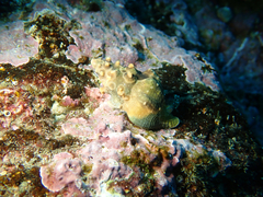 Antropora tincta