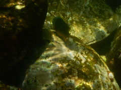 Plectroglyphidodon gascoynei