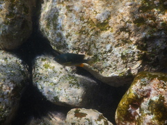 Plectroglyphidodon gascoynei