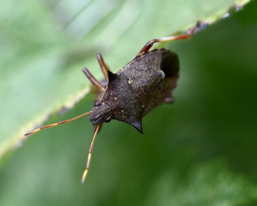 Picromerus bidens