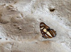Metamorpha elissa