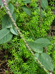 Galium productum image